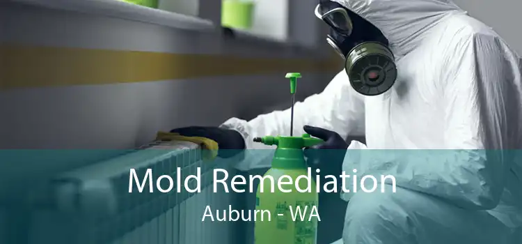 Mold Remediation Auburn - WA