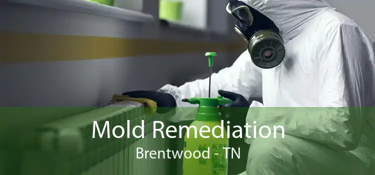 Mold Remediation Brentwood - TN