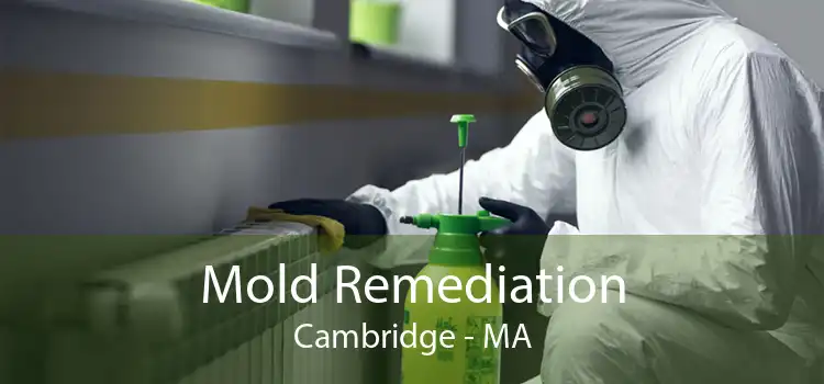 Mold Remediation Cambridge - MA