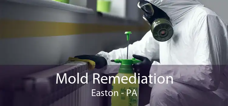 Mold Remediation Easton - PA